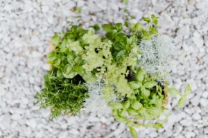 Miért érdemes saját fűszerkertet nevelni a konyhaablakban vagy a balkonon?