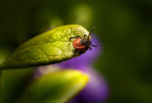 Hogyan ismerhetjük fel időben a Lyme-kór megtévesztő tüneteit?